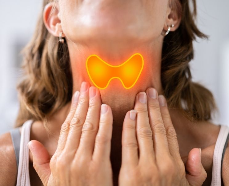 What Should the Right and Left Thyroid Lobe Dimensions Be in mm?